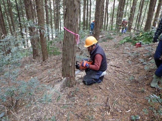 間伐実施状況の画像