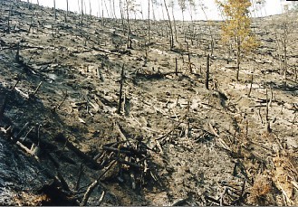 山火事の発生跡