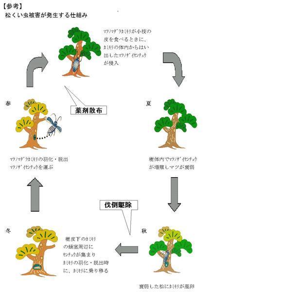 松くい虫が発生する仕組み