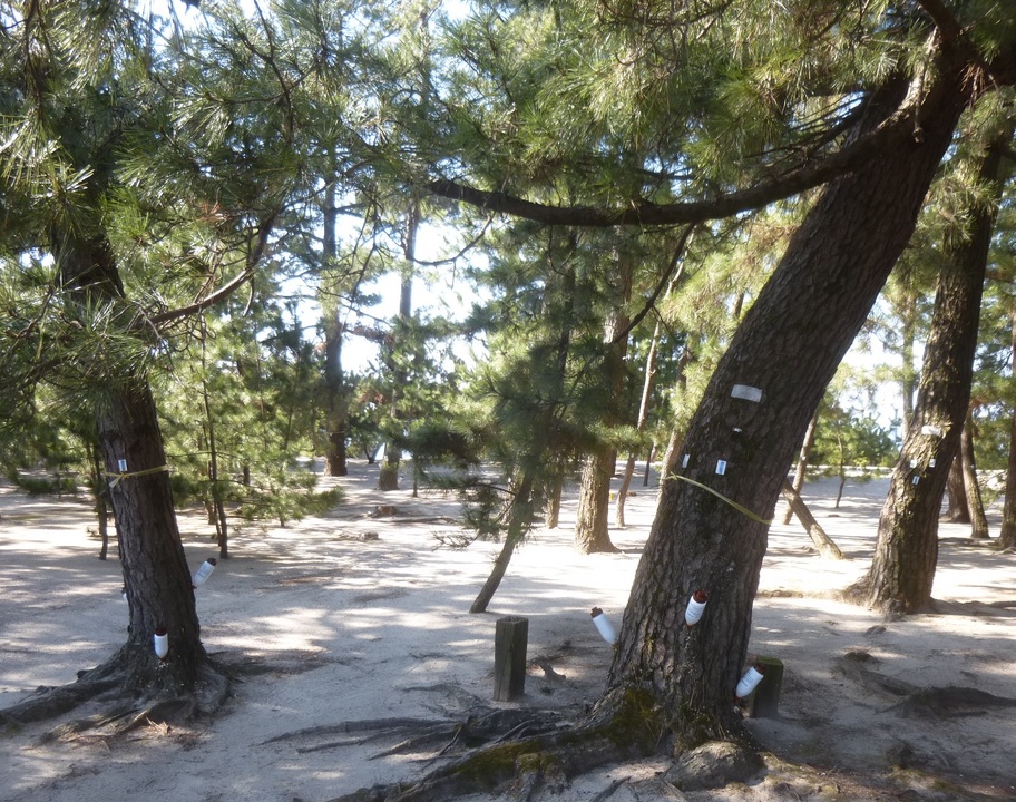 樹幹注入の実施の画像