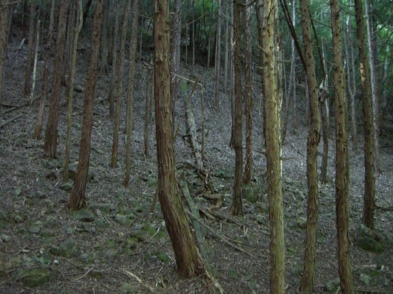 間伐の遅れた人工林の画像
