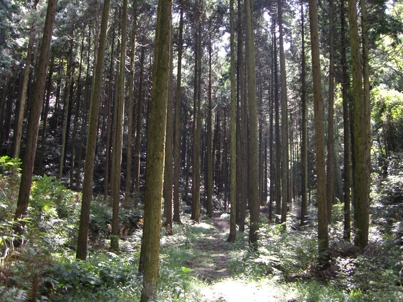 間伐を実施した明るい人工林の画像