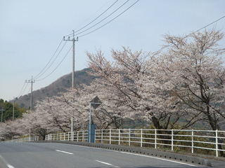 国道315号沿いの桜の画像