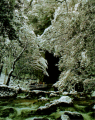 雪化粧の秋芳洞（国指定特別天然記念物）/秋芳町の画像