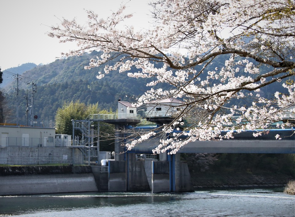相原発電所と桜