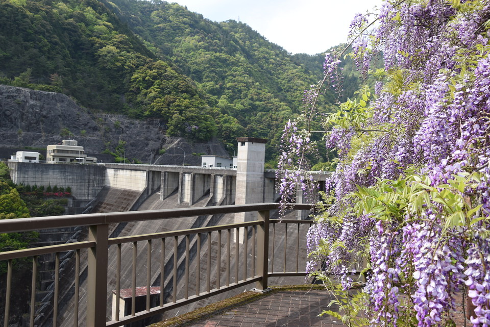 藤の花