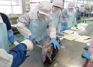 食品加工実習を行います。マグロ缶詰、サバ缶詰、干物、アカモク加工品、佃煮、てんぷら等の製品を製造しています。