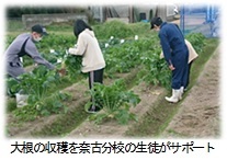 萩輝きスクールの児童生徒が大根の収穫しているのを奈古分校の生徒がサポートしています。