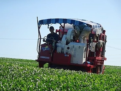 乗用茶摘採機の写真
