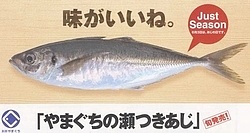 やまぐちの瀬つきあじ