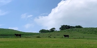 牛の放牧風景