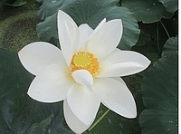 岩国レンコン「白花種（しろばなしゅ）」の花の写真