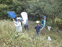 バッタ類やカマキリ類を採集しの画像