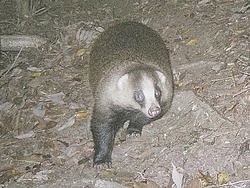 里山の動物たちについての講義、里山の動物観察の画像