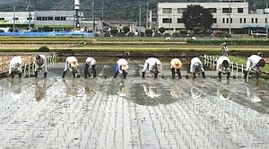 田植えの様子