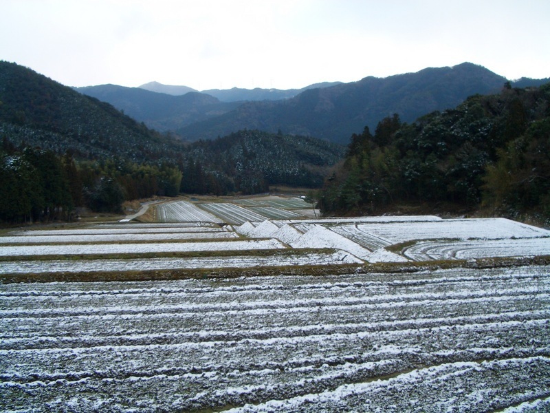 半田地区の棚田