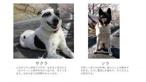 モデル犬の写真