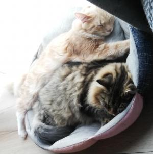 猫の画像