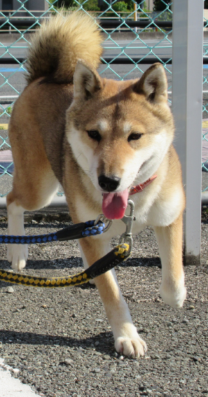 犬の写真１