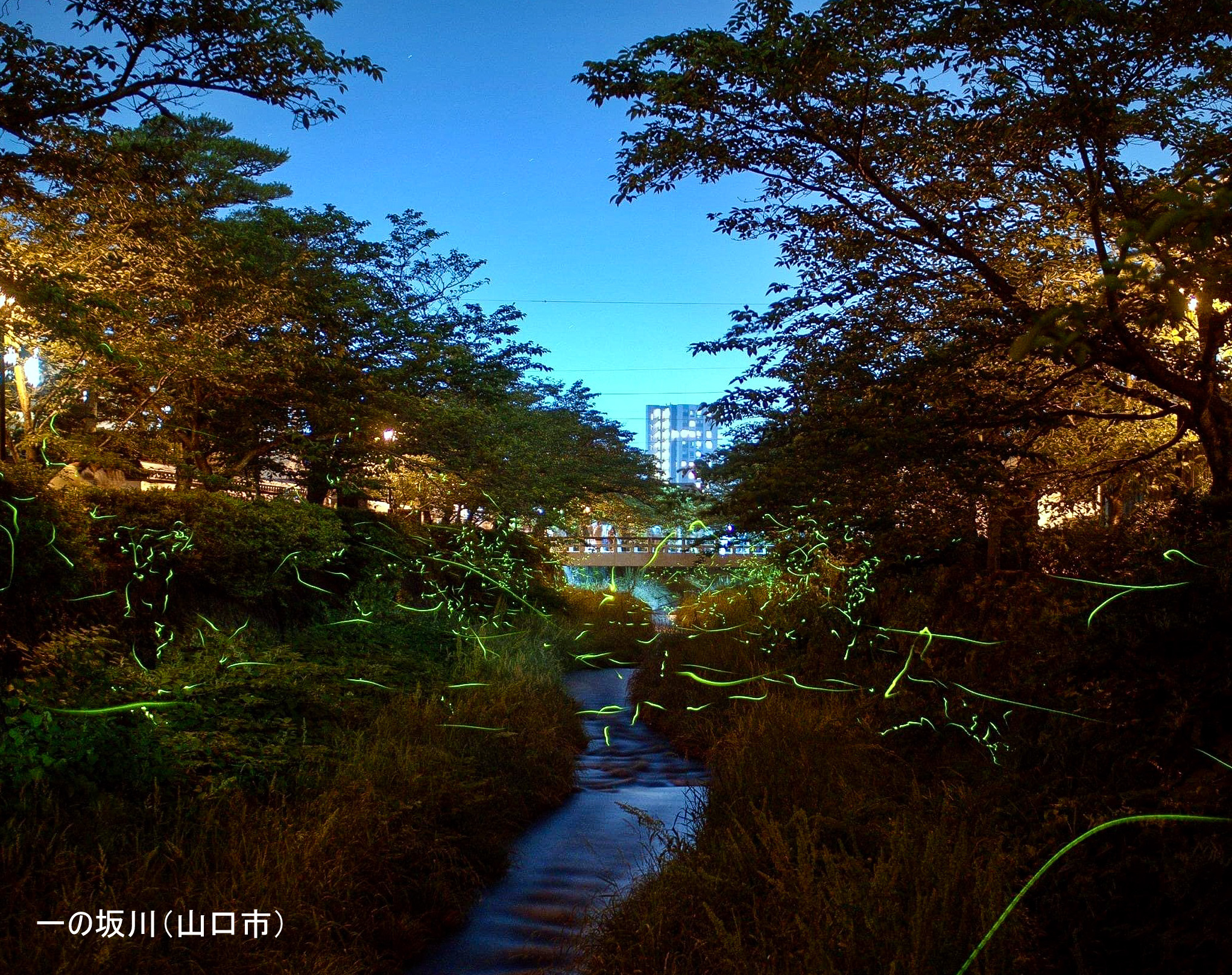 一の坂川（山口市）